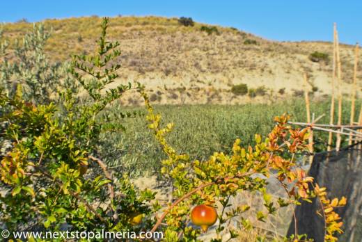 ogja_06_pomegranteolive.jpg